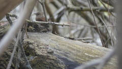 Troglodytes hiemalis