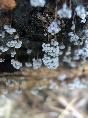 Badhamia utricularis