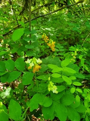 Lathyrus holochlorus