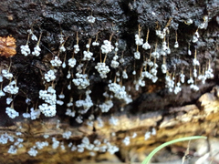 Badhamia utricularis