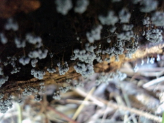 Badhamia utricularis