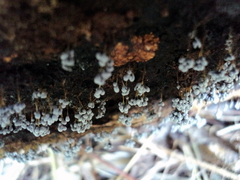 Badhamia utricularis