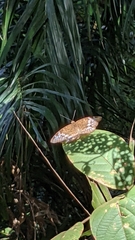 Adoliadini