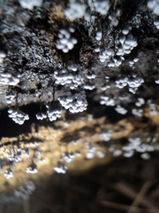 Badhamia utricularis