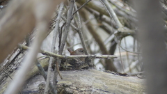 Troglodytes hiemalis