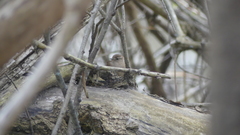 Troglodytes hiemalis