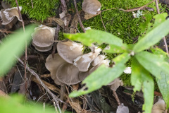 Pleurotus purpureo-olivaceus