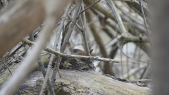 Troglodytes hiemalis