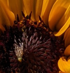 Neotephritis finalis