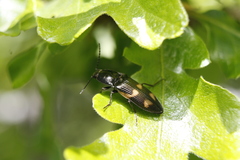 Selatosomus suckleyi