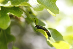 Selatosomus suckleyi