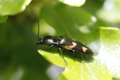 Selatosomus suckleyi