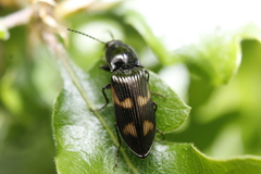 Selatosomus suckleyi