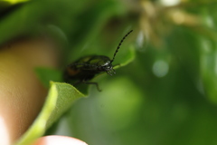 Selatosomus suckleyi