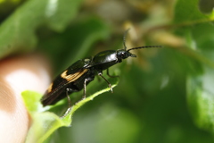 Selatosomus suckleyi