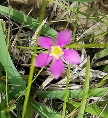 Sabatia angularis
