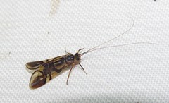 Macrostemum arcuatum