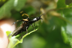 Selatosomus suckleyi