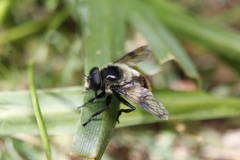 Volucella bombylans