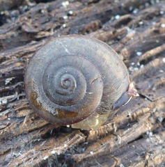 Helminthoglypta fieldi