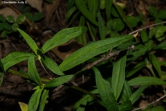 Spermacoce suaveolens
