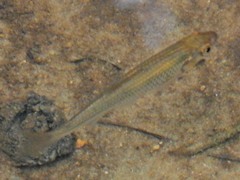 Luxilus chrysocephalus