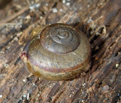 Helminthoglypta fieldi