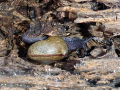 Helminthoglypta fieldi