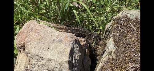 iNaturalist observation photo of Western Fence Lizard