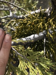 Phoradendron libocedri