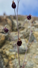 Streptanthus glandulosus niger