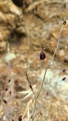 Streptanthus glandulosus niger
