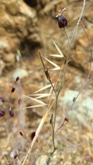Streptanthus glandulosus niger