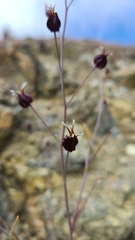 Streptanthus glandulosus niger
