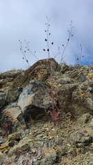 Streptanthus glandulosus niger