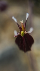 Streptanthus glandulosus niger