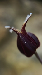 Streptanthus glandulosus niger