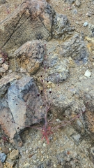 Streptanthus glandulosus niger