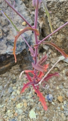 Streptanthus glandulosus niger