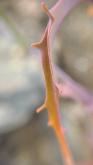 Streptanthus glandulosus niger