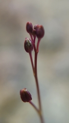 Streptanthus glandulosus niger