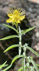 Hypericum concinnum
