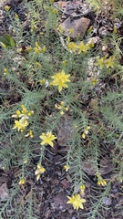 Hypericum concinnum