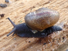 Helminthoglypta fieldi