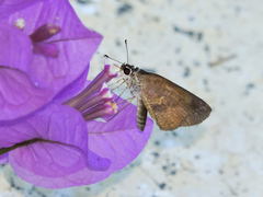 Synapte silna