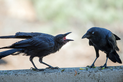 Corvus coronoides coronoides