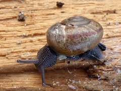 Helminthoglypta fieldi