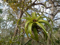 Tillandsia elongata