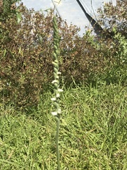 Spiranthes lacera