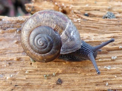 Helminthoglypta fieldi